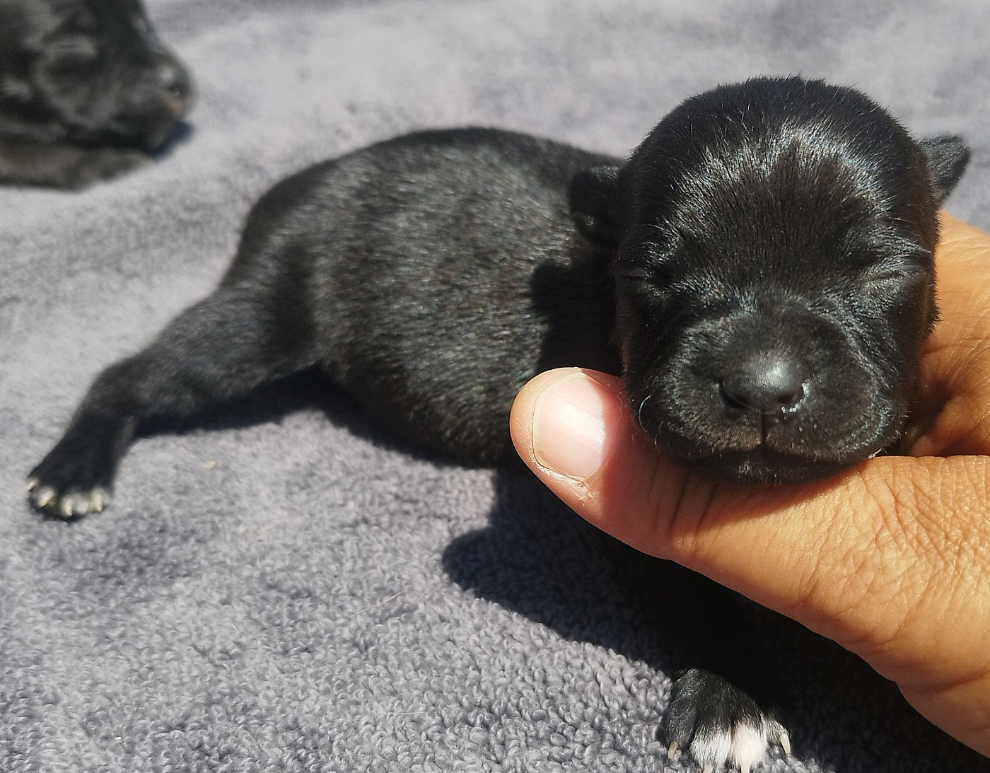 Everybody's Got - Chiots disponibles - Staffordshire Bull Terrier