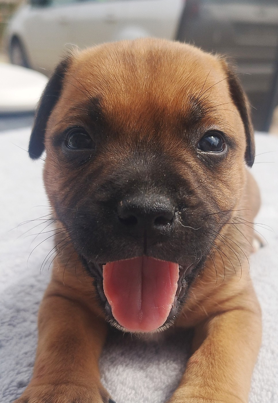 Everybody's Got - Chiots disponibles - Staffordshire Bull Terrier