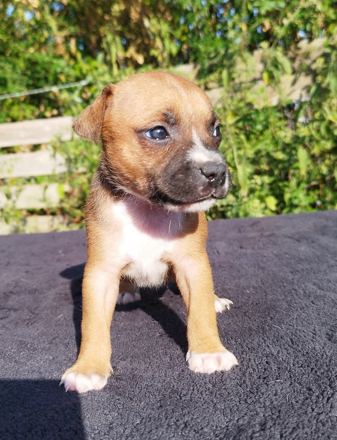 Everybody's Got - Staffordshire Bull Terrier - Portée née le 12/07/2026