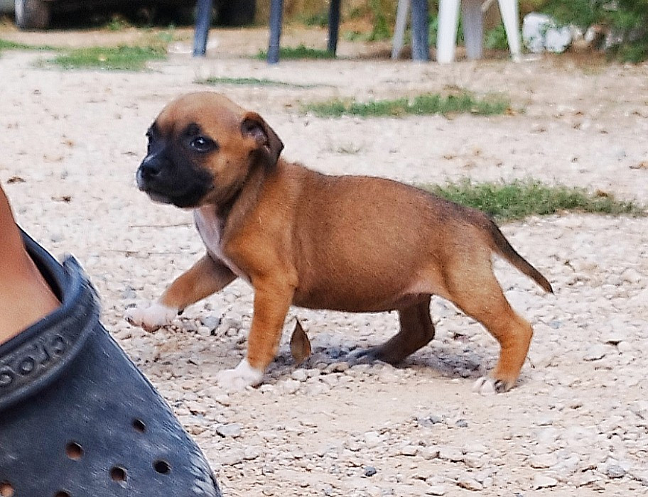Everybody's Got - Chiots disponibles - Staffordshire Bull Terrier