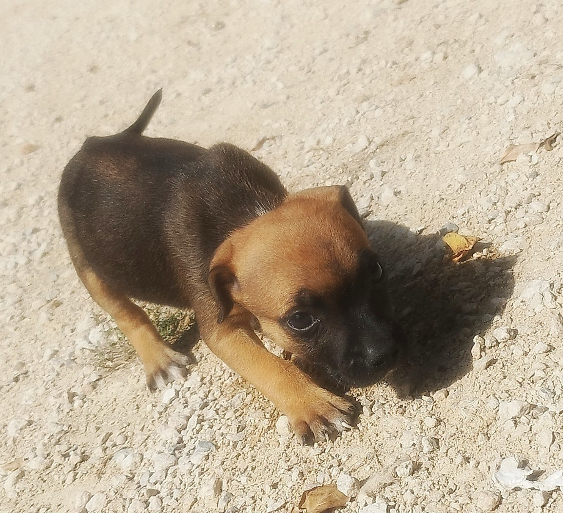 Everybody's Got - Chiots disponibles - Staffordshire Bull Terrier