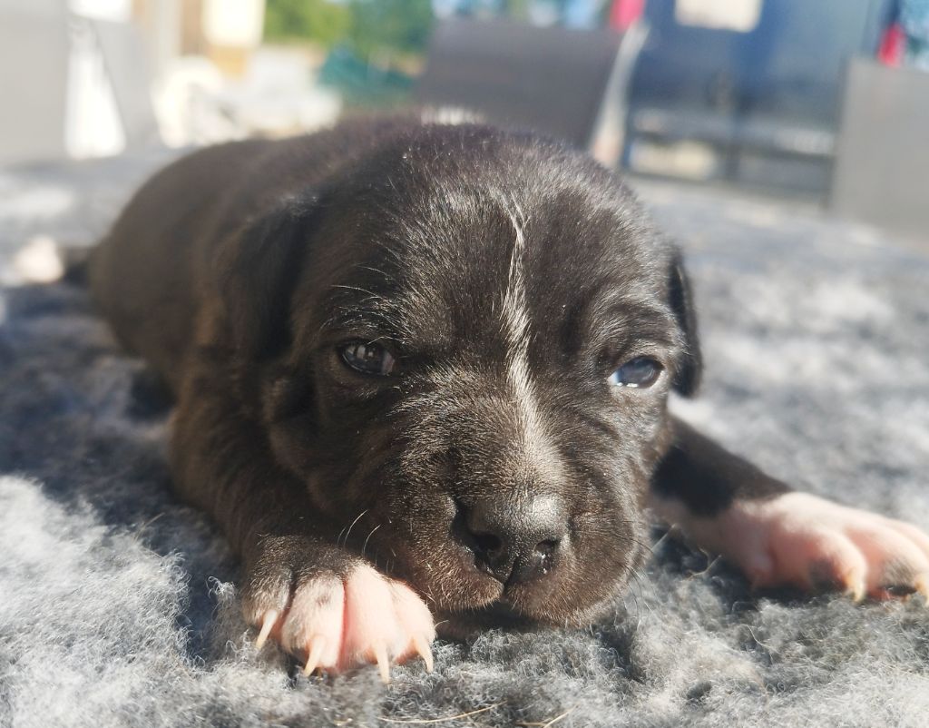 Everybody's Got - Chiots disponibles - Staffordshire Bull Terrier