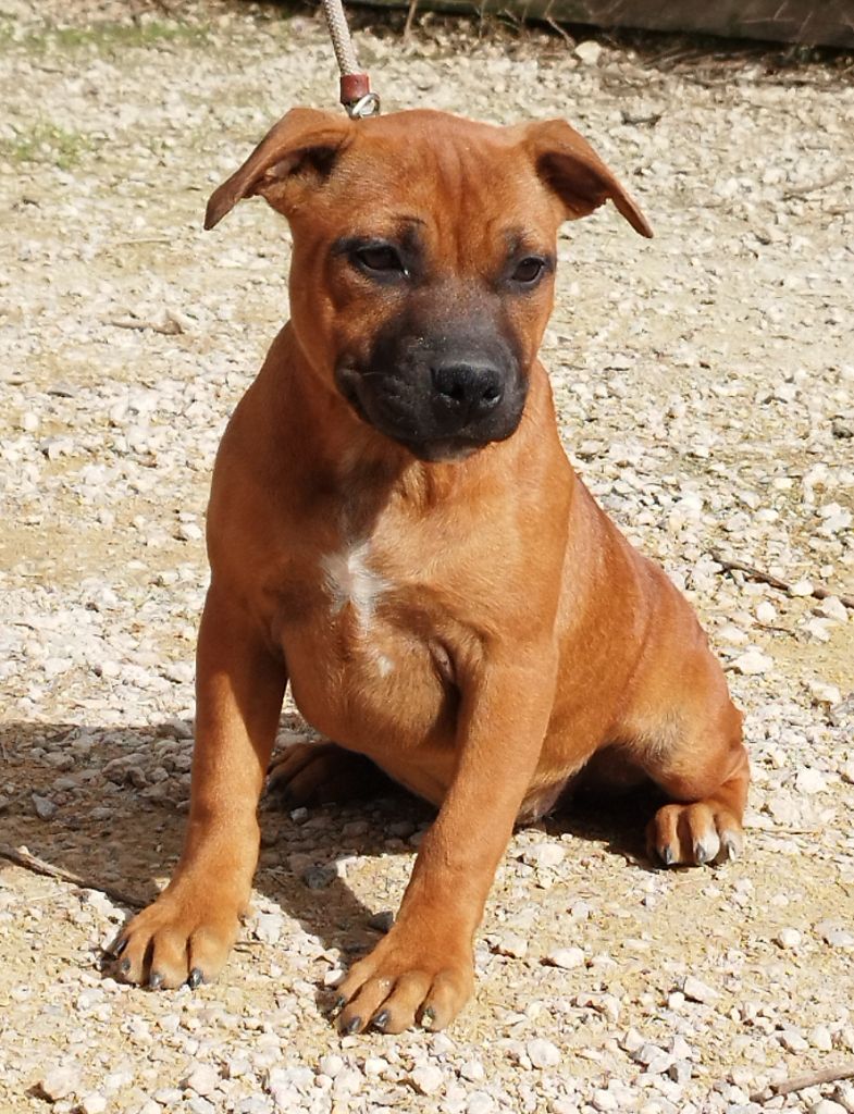 Everybody's Got - Chiots disponibles - Staffordshire Bull Terrier