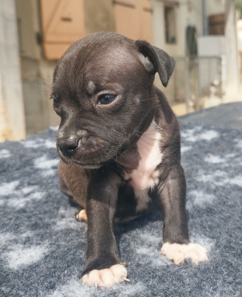 Everybody's Got - Chiots disponibles - Staffordshire Bull Terrier