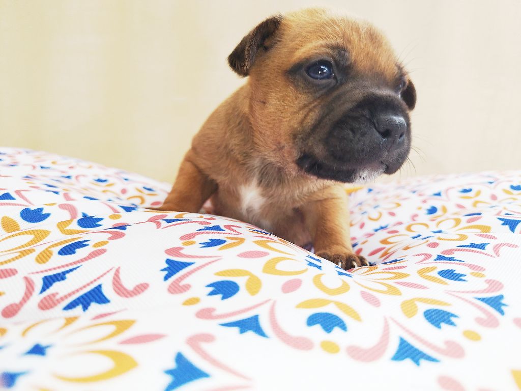 Everybody's Got - Chiots disponibles - Staffordshire Bull Terrier