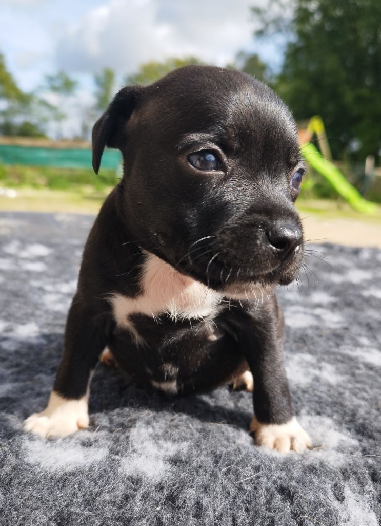 Everybody's Got - Chiots disponibles - Staffordshire Bull Terrier