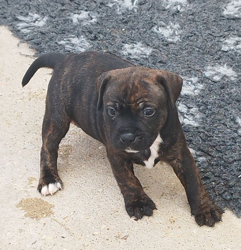 Everybody's Got - Chiots disponibles - Staffordshire Bull Terrier