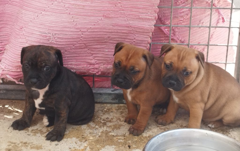 Everybody's Got - Chiots disponibles - Staffordshire Bull Terrier