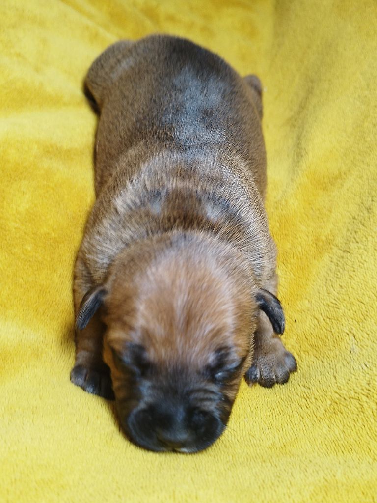 Everybody's Got - Chiots disponibles - Staffordshire Bull Terrier