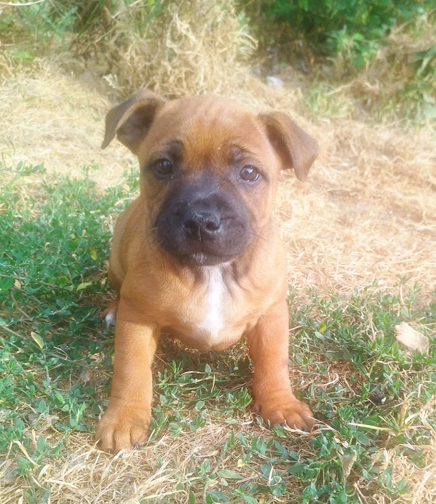 Everybody's Got - Chiots disponibles - Staffordshire Bull Terrier