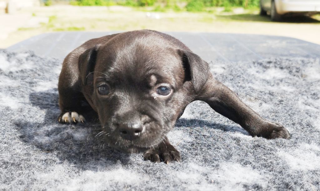 Everybody's Got - Chiots disponibles - Staffordshire Bull Terrier