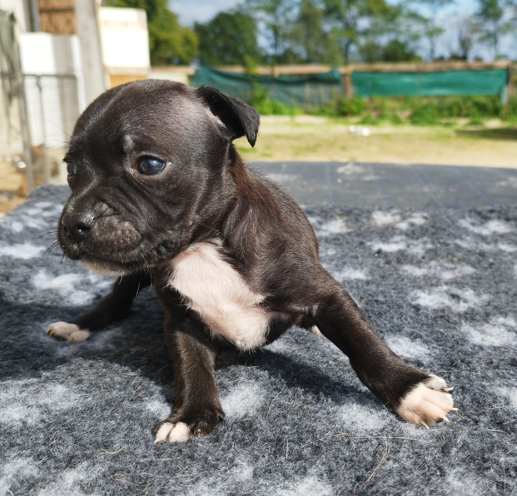 Everybody's Got - Chiots disponibles - Staffordshire Bull Terrier