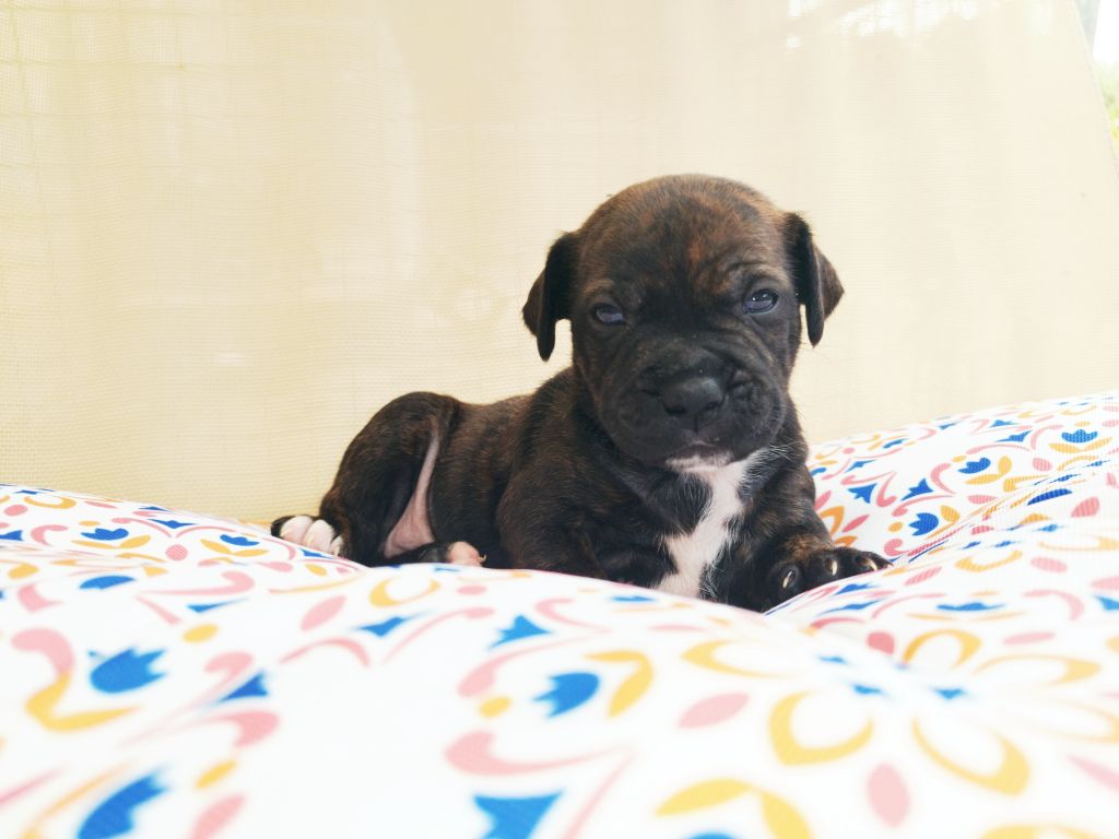 Everybody's Got - Chiots disponibles - Staffordshire Bull Terrier