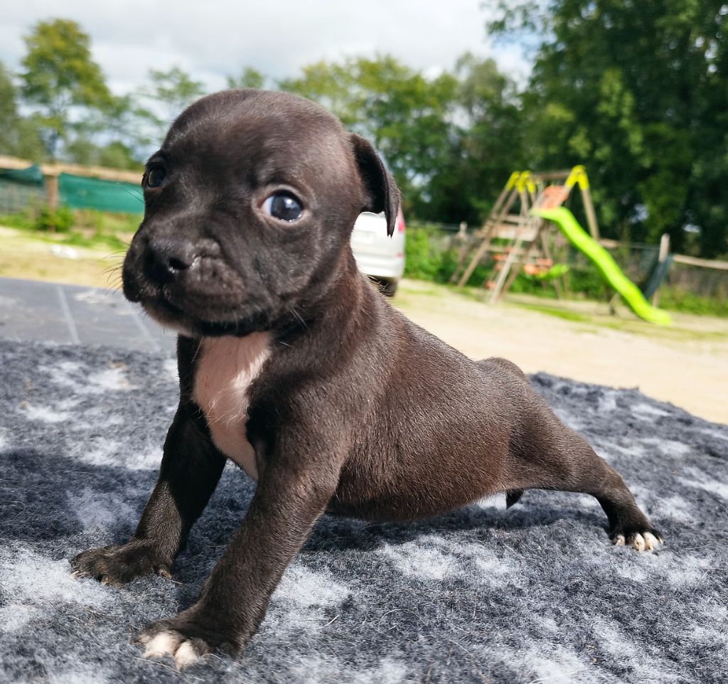 Everybody's Got - Chiots disponibles - Staffordshire Bull Terrier