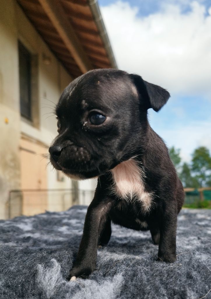 Everybody's Got - Chiots disponibles - Staffordshire Bull Terrier