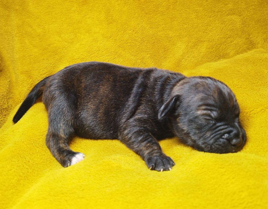 Everybody's Got - Chiots disponibles - Staffordshire Bull Terrier